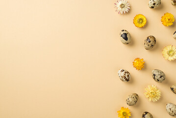 Top view of the small quail eggs and yellow and white flowers on the right side of the isolated...