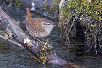 Zaunkönig Wren