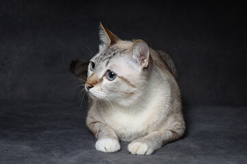 White cat sitting on dark gray background in studio. Thai cat looking something.