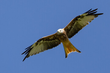 Rotmilan im Flug, Red Kite in Flight