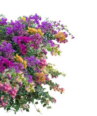 Large bush flower spreading shrub of pink, yellow, red, purple, and white bougainvillea.