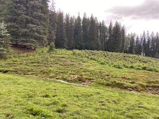 forest in spring