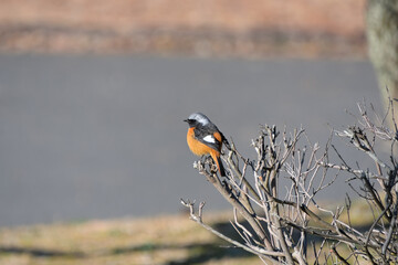 枯れ枝にとまった雄のジョウビタキ