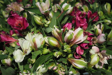 Freesia flower. Romantic flower, Beautiful background, full frame.