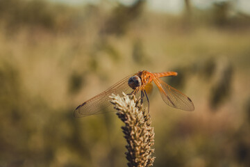 dragonfly on a flower