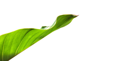Isolated Homalomena lindenii or King of Hearts leaf with clipping paths.
