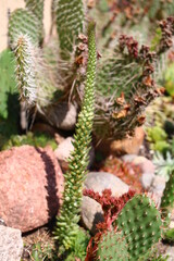 Rojnikowiec mongolski Orostachys mongolei suculent