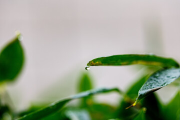 Water drops on green leaves in park