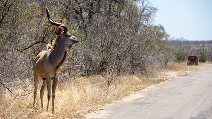 Kudu antelope