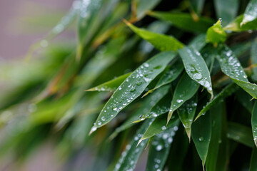 Water drops on green leaves in park