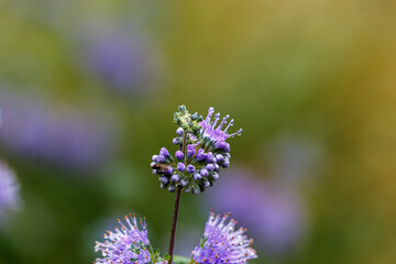 Obraz premium Water drops on blooming flower in park
