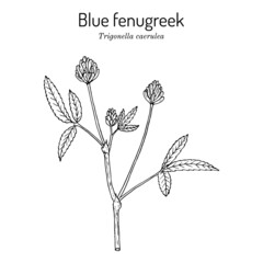 Blue fenugreek or utskho suneli Trigonella caerulea , medicinal and edible plant - obrazy, fototapety, plakaty