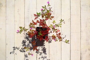 Fototapeta na wymiar Bodziszek cuchnący Geranium robertianum fetid geranium herbs