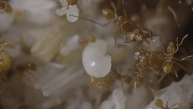 Leaf cutter ants inside view of puape with workers around it