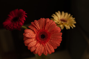 Three herbera flowers on a black background