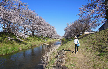 Fototapeta premium Tourists walking on a riverside street in spring with cherry blossoms in bloom.