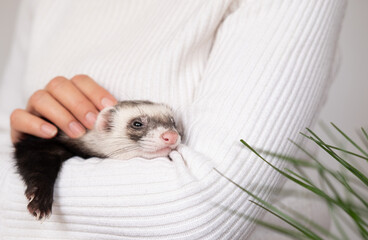 Ferret pet on a white background, isolated.