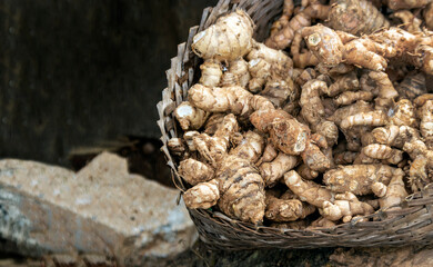 harvest ginger root on ratan basket in agriculture