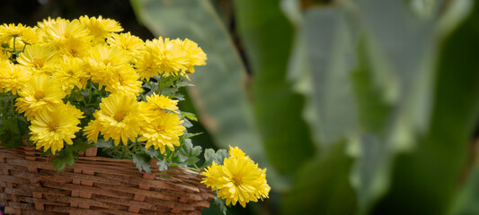 fresh yellow daisy flower in basket on green nature