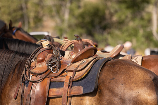 Saddles on tied horses