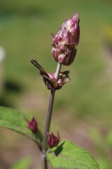  Szałwia lekarska sage Salvia officinalis herbs