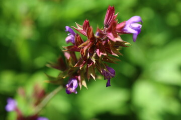 Szałwia lekarska sage Salvia officinalis herbs