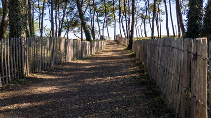 pathway access Atlantic beach in sand dunes fence in pine forest ocean france