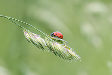 Ladybird on grass stem