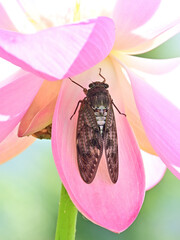 極楽のハスの花びらに羽を休めるセミ