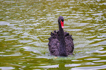 black swan on the water