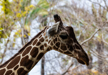 portrait of a giraffe