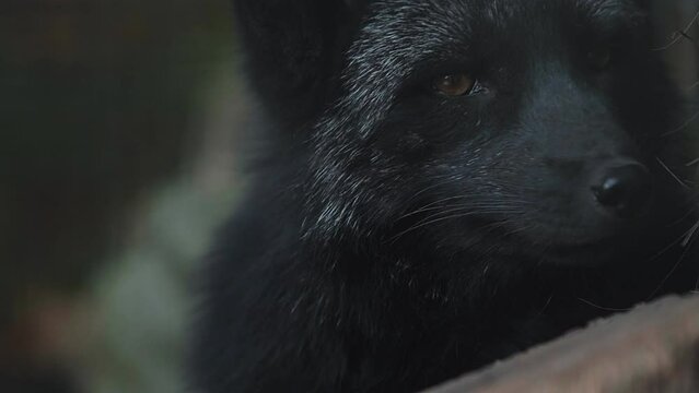 Wildlife life in natural conditions. Portrait of a silver fox close-up.