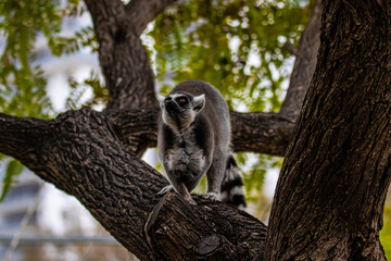 lemur sitting on tree
