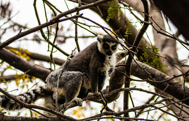 lemur on tree