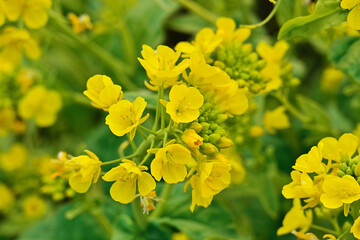 早春の南房総 鴨川の菜な畑ロード 青空のもと満開の菜の花が輝く