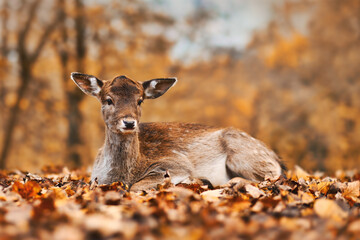 Fawn colored young european fallow deer lying down in autumn forest - Powered by Adobe
