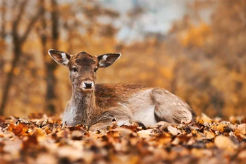 Schilderijen op glas Fawn colored young european fallow deer lying down in autumn forest © Firn