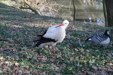 Storch