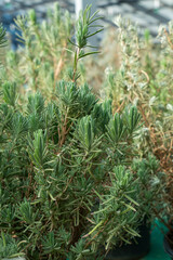 Rosemary shot from opposite angle with selective focus.