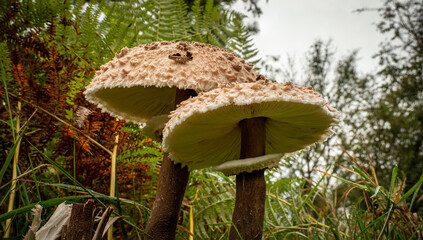 Parasol Mushrooms also known as giant toadstools