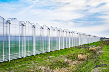 Obraz premium Agricultural greenhouse in Westland, Holland