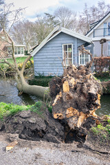 A tree has fallen into the water due to strong wind gusts during storm "Eunice" in February 2022. © Menyhert
