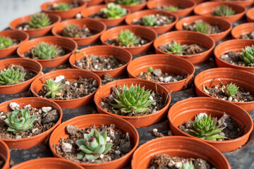 Close-up view of succulents with selective focus.