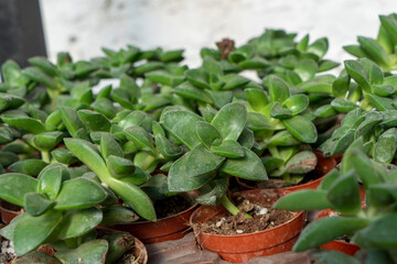 Close-up images of small succulent species in pots.