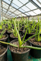 Image of aloe vera in black pots taken inside a greenhouse.