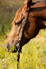 Western Tack Details