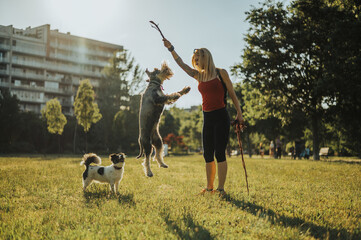 Middle aged woman playing catch with her dogs while using wooden stick in the park