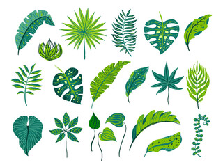 Tropical palm leaves vector set jungle green plants