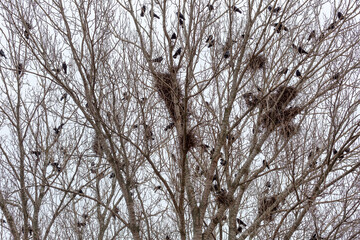 Colony of rooks with their nests in the branches of poplars. Corvus frugilegus. Province of Leon, Spain.