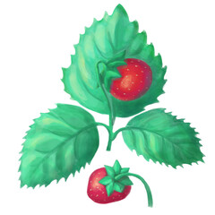 strawberry fruits on the branch. isolated